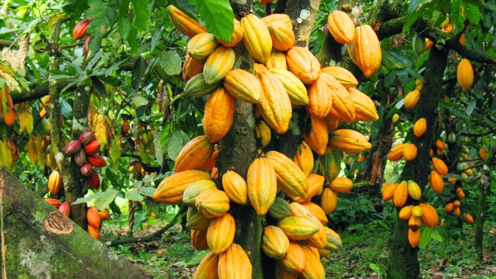 Ripe cocoa pods grown by Ghanaian cocoa farmers on a rural farm