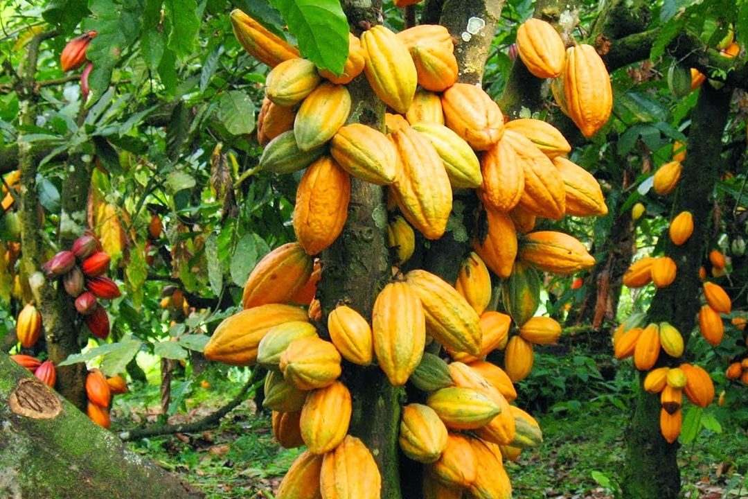 Ripe cocoa pods grown by Ghanaian cocoa farmers on a rural farm